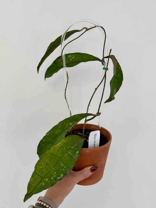 4” Hoya Clemensiorum
