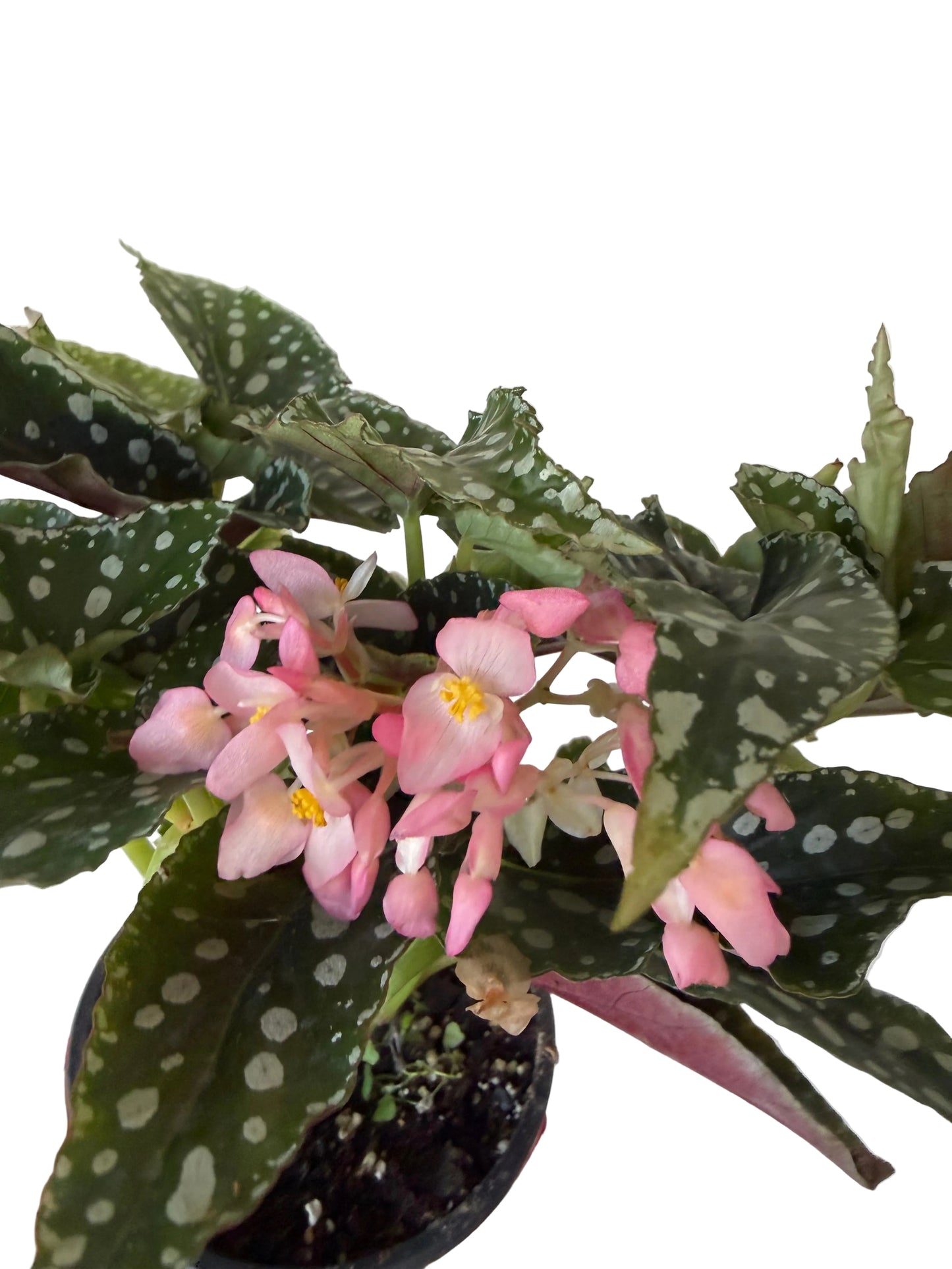4.5” Begonia Spotlight Green