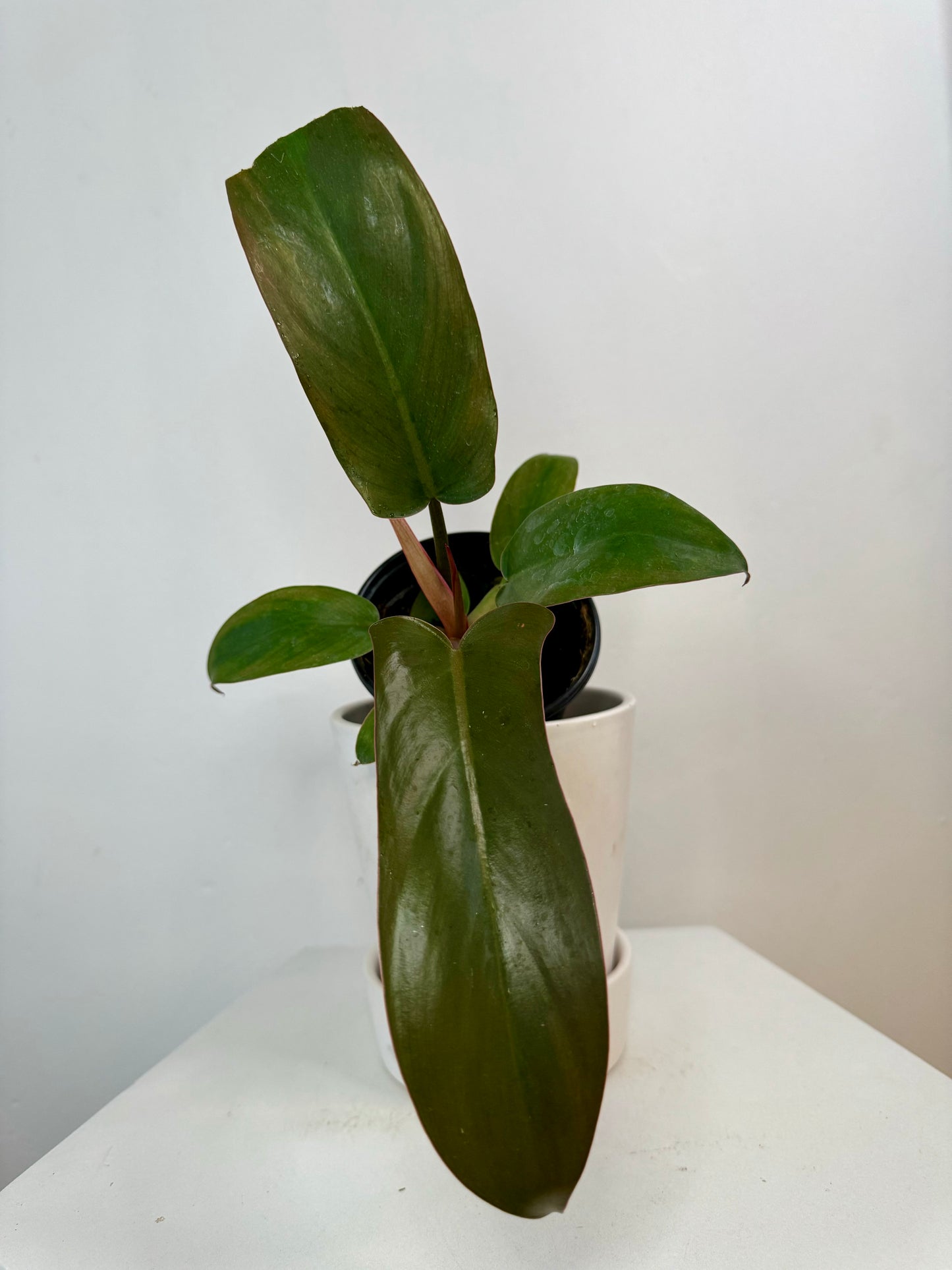4” Philodendron Florida Bronze