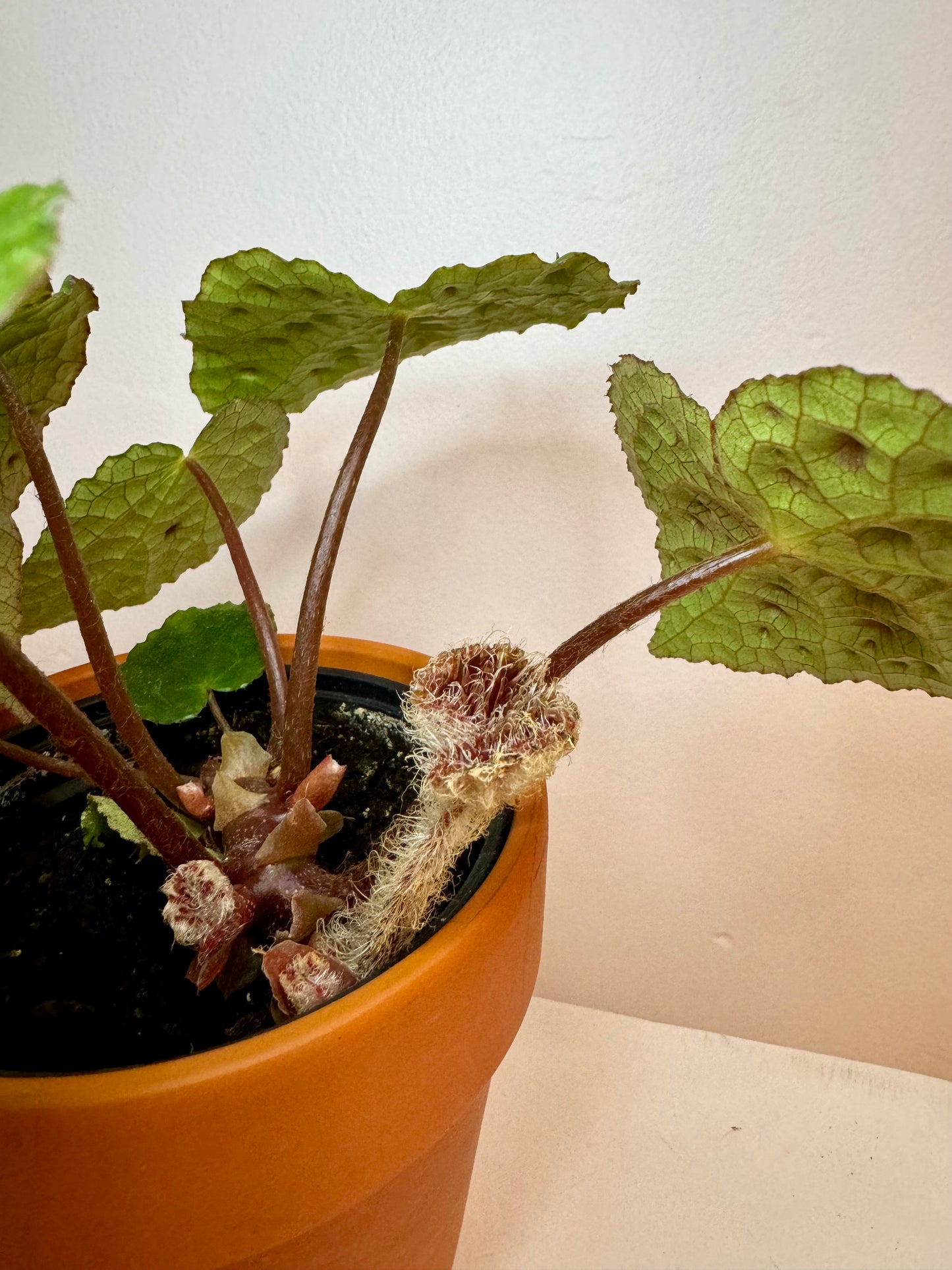 4" Begonia Ferox