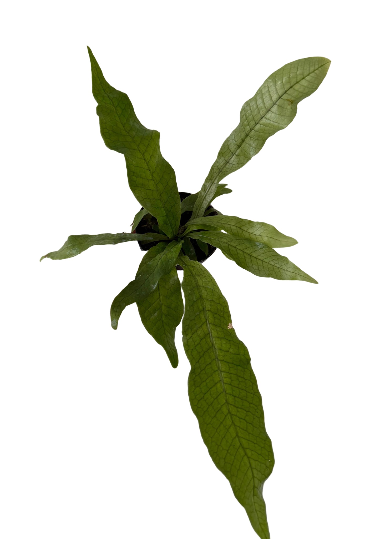 4” Crocodile Fern (Microsorum musifolium ‘Crocodyllus’)