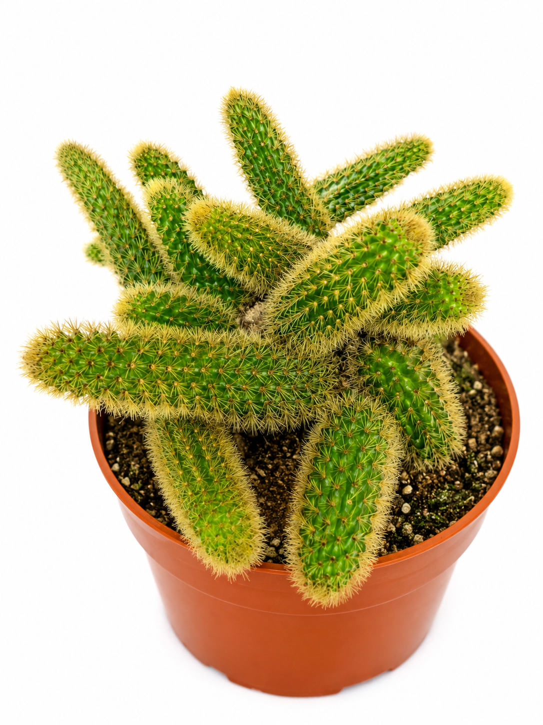 6” Golden Rat Tail Cactus