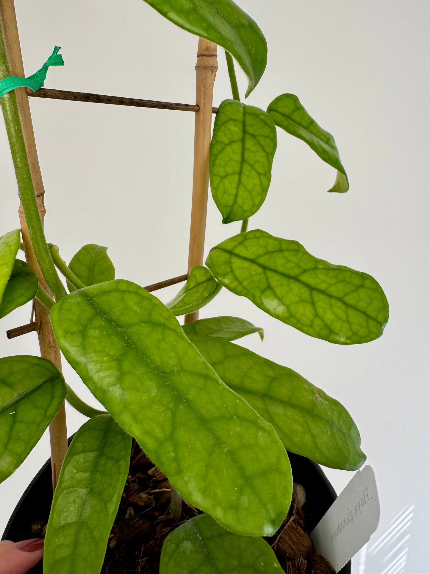 6” Hoya Globulosa on Trellis