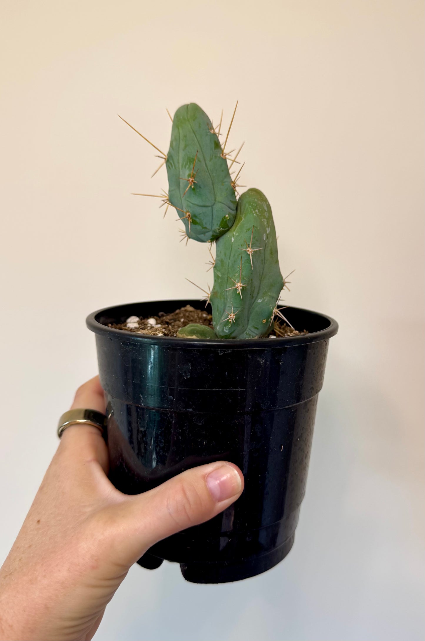 5" Trichocereus bridgesii monstrose ‘Inermis’ | 'PEN15 Cactus'