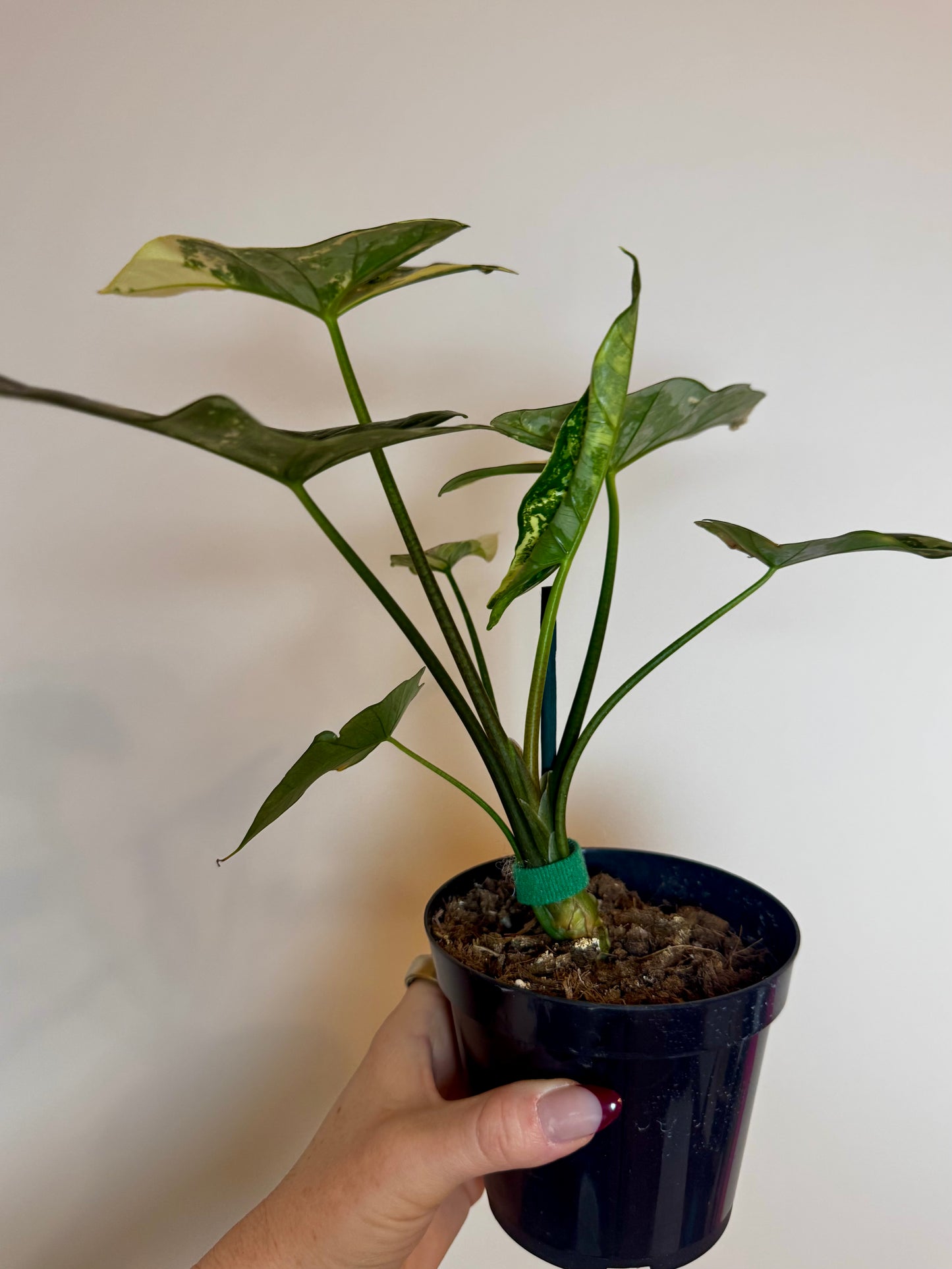 4" Alocasia Simpo Variegated