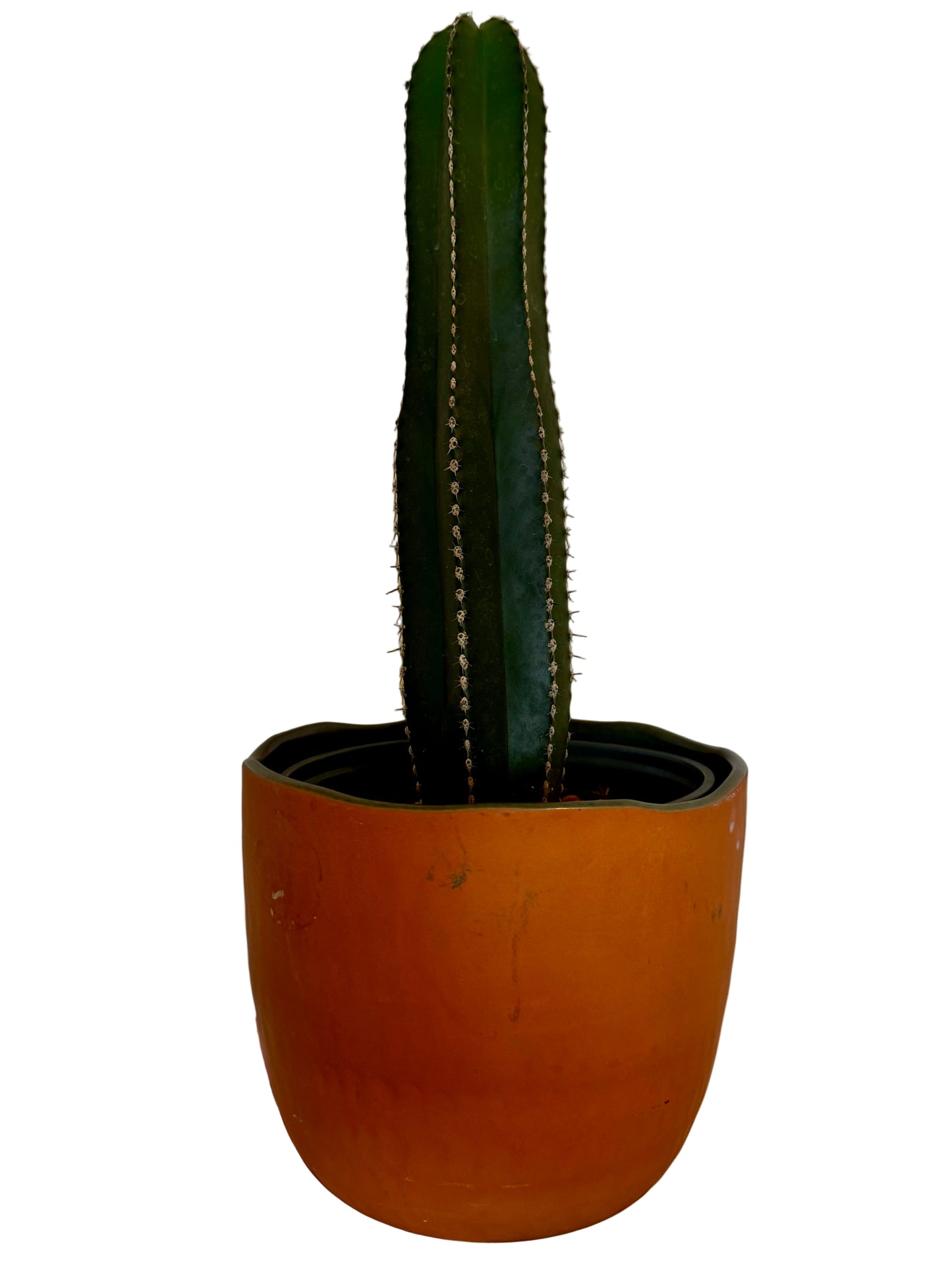 6" Mexican Fence Post Cactus