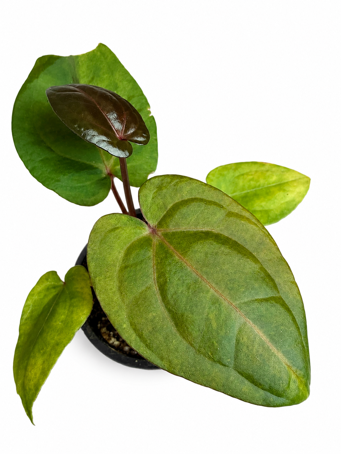 3" Anthurium Papillilaminum Variegated