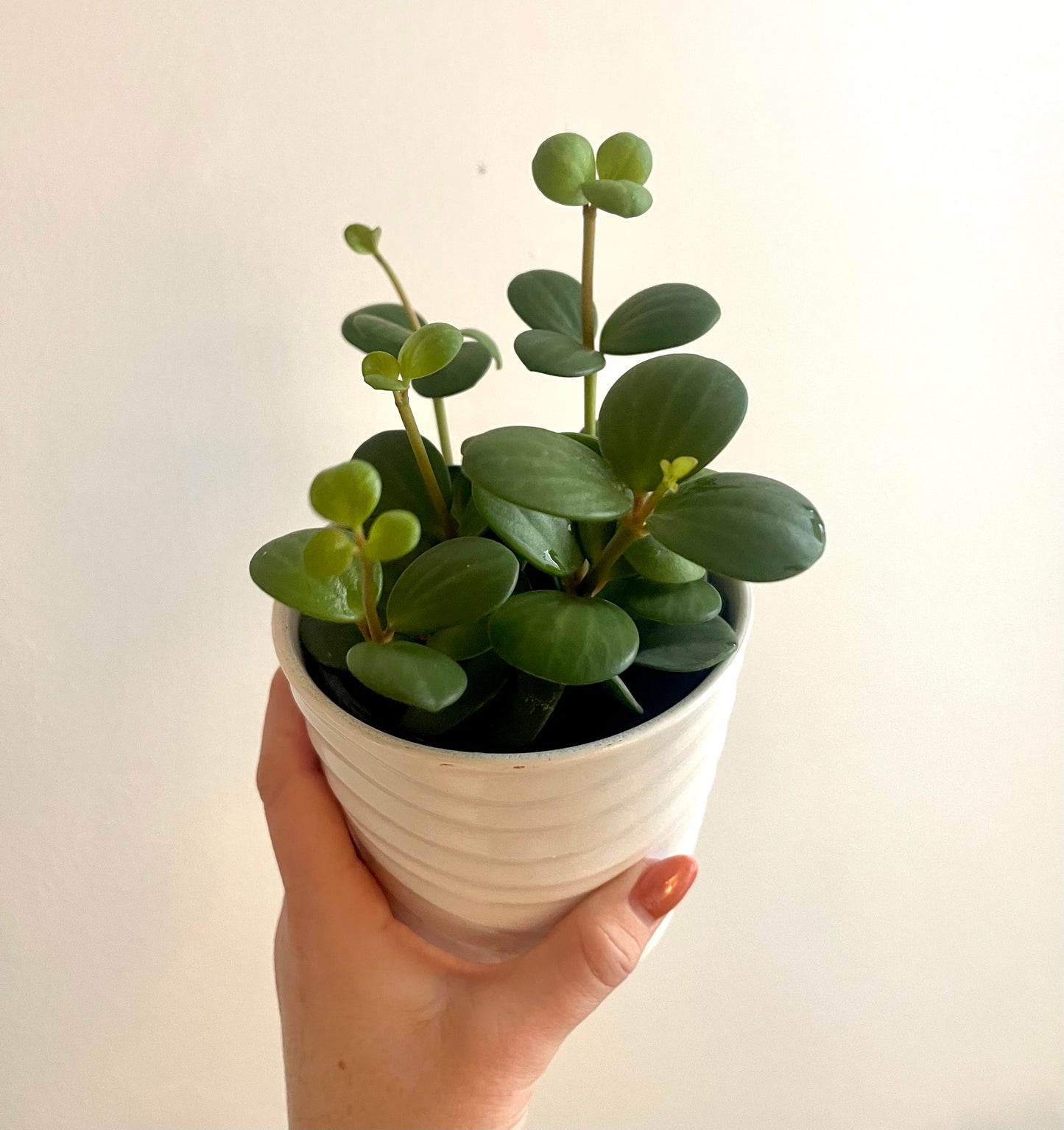 4” Peperomia Hope