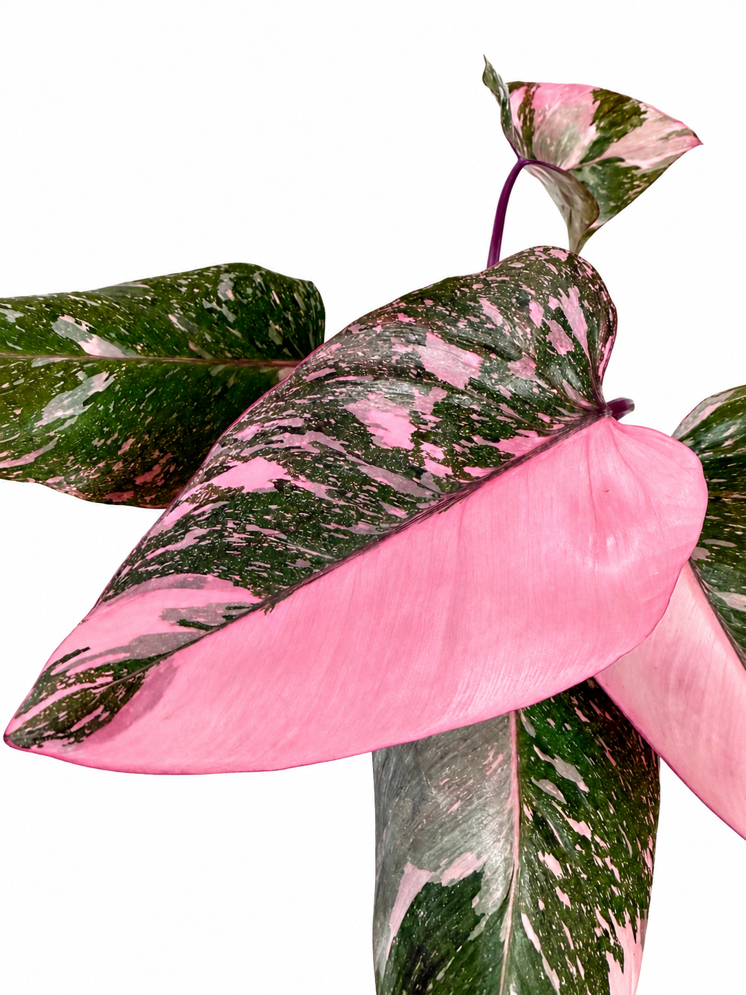 4” Philodendron Pink Princess 'Galaxy’ - HIGHLY variegated