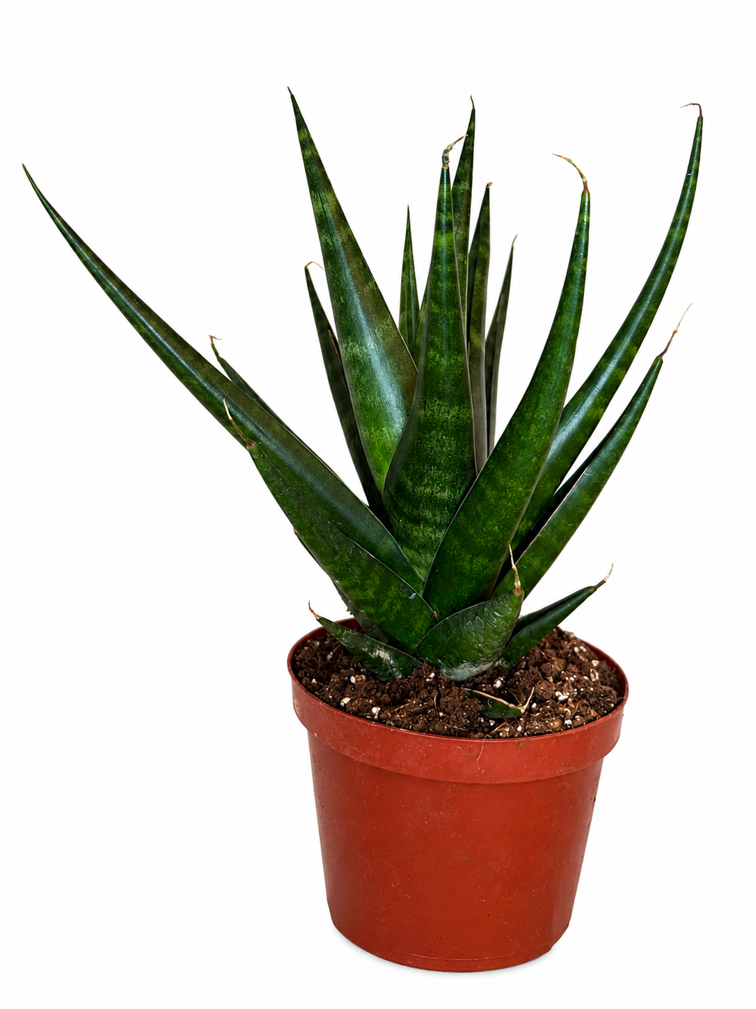 6” Sansevieria Gojo Natural