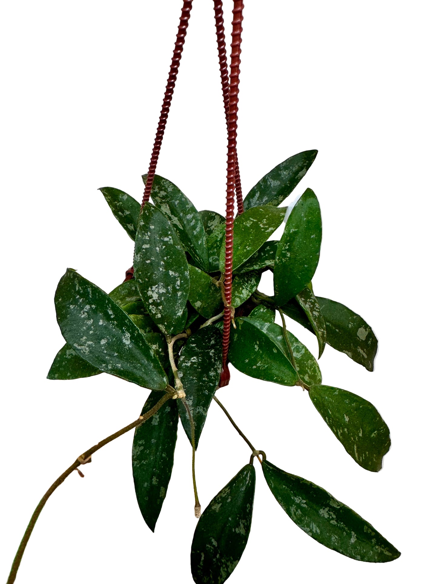 4" Hoya Phuwuaensis Splash