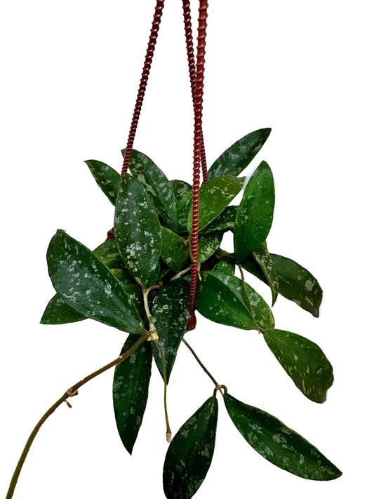 4" Hoya Phuwuaensis Splash