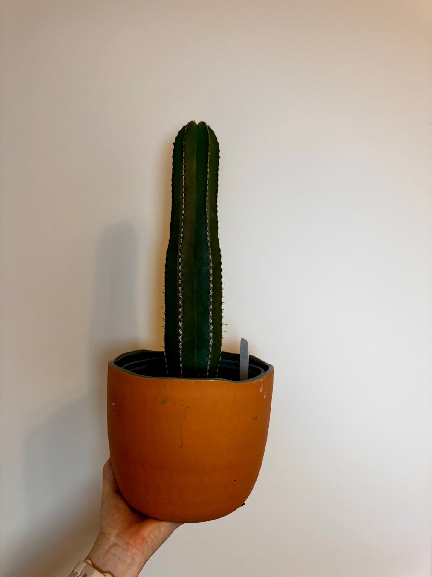 6" Mexican Fence Post Cactus