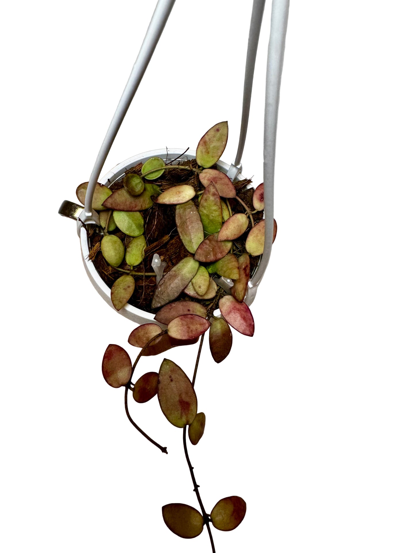 3" Hoya sigillatis ‘Alas River’