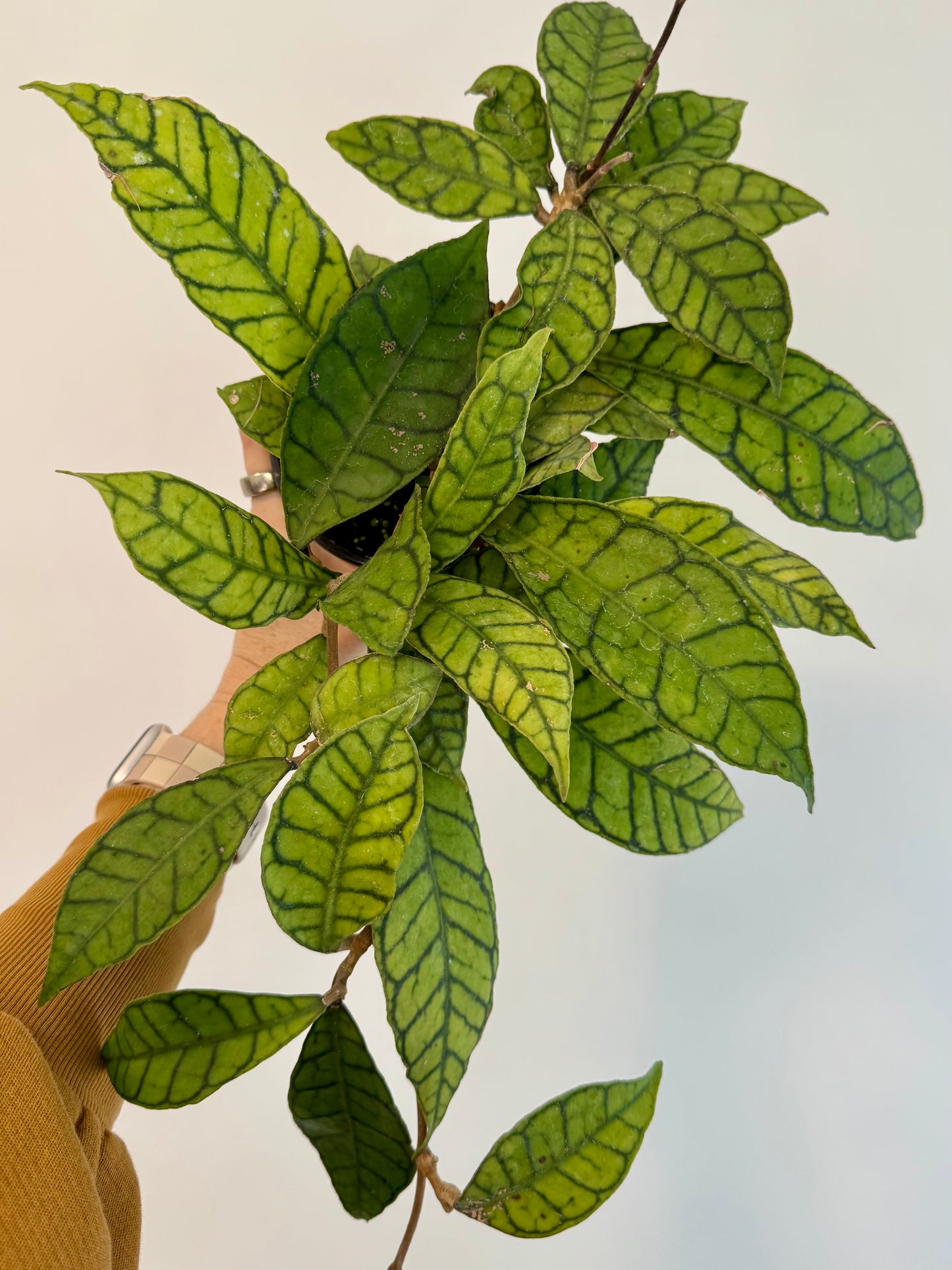 4" Hoya Callistophylla