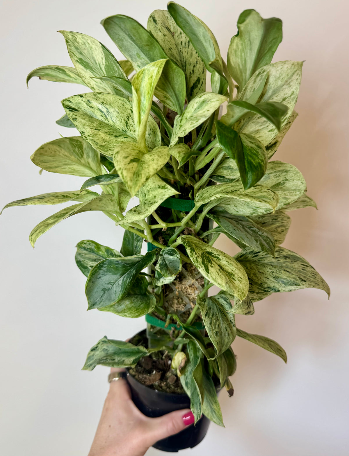 3” Scindapsus Treubii 'Moonlight' Marble
