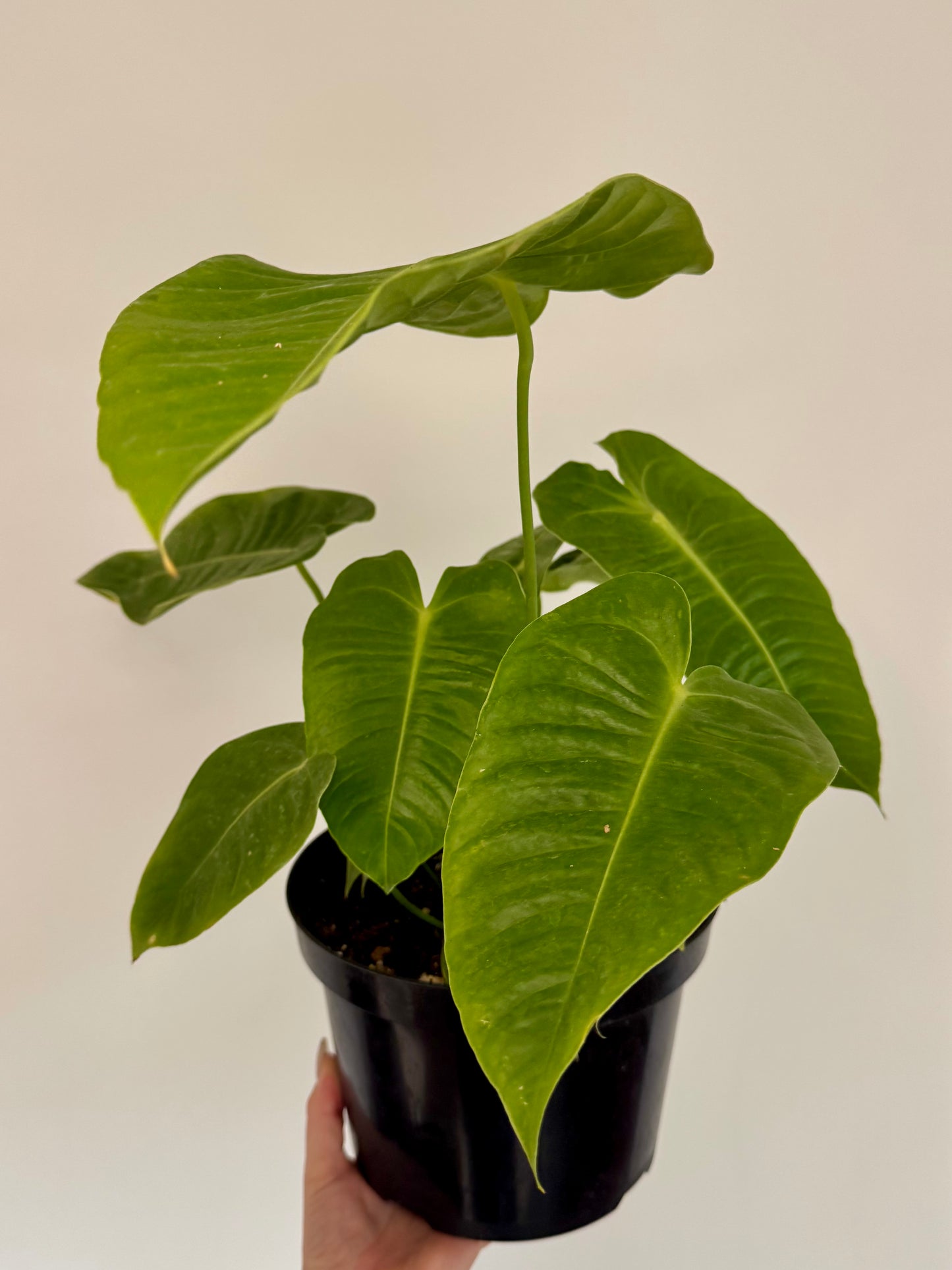 8" Anthurium Veitchii 'King' (Extra Mature Size)