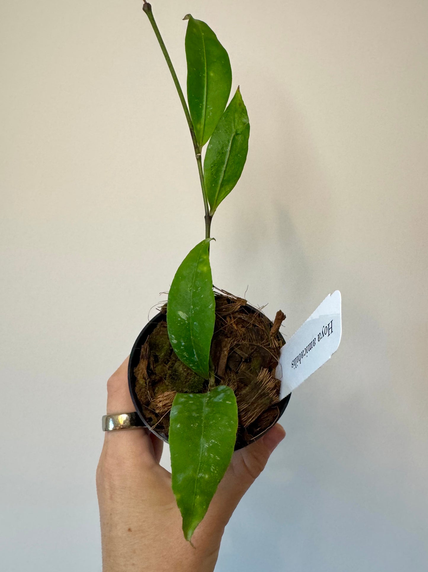 3” Hoya Amicabilis