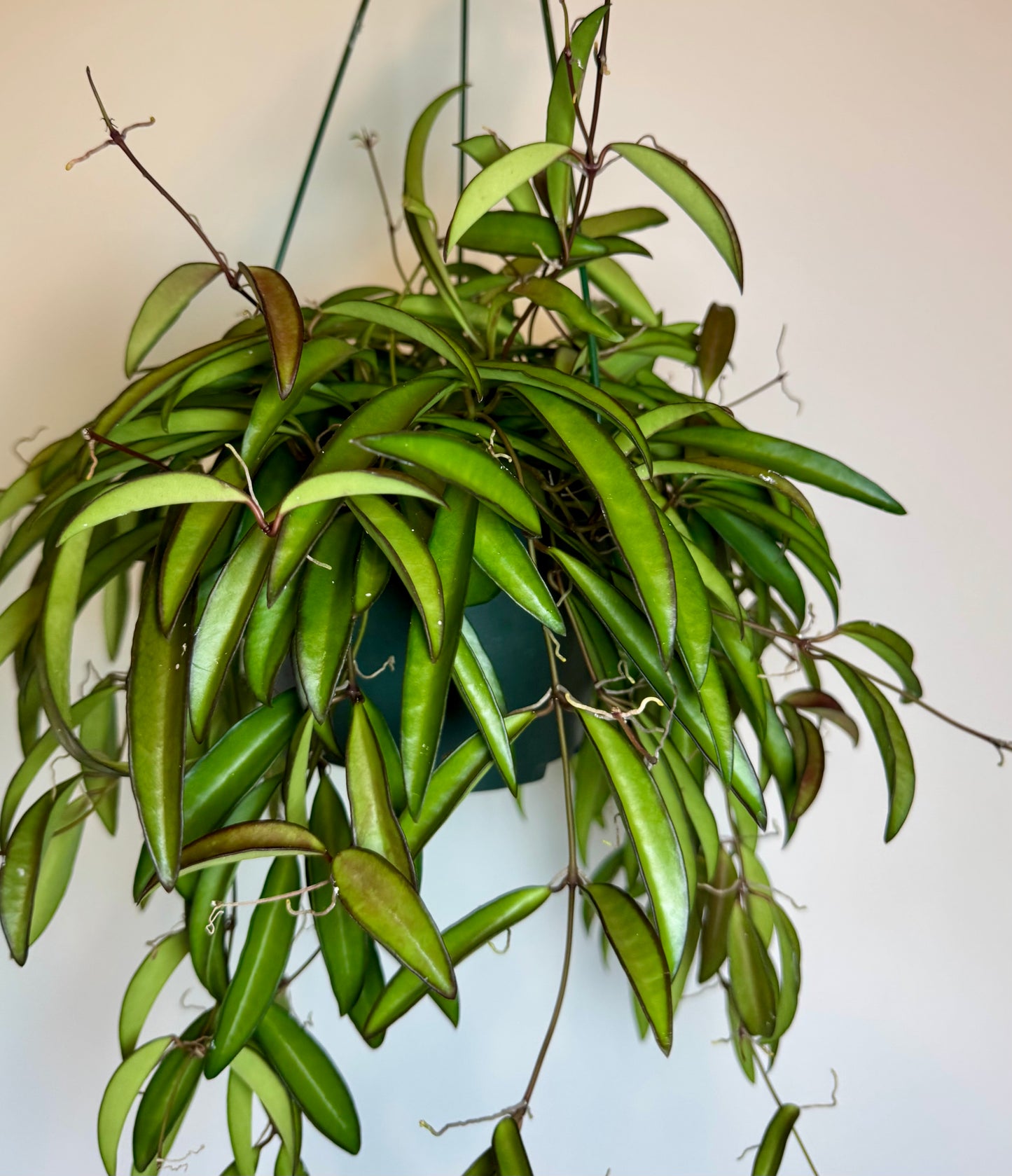 6” Hoya Wayetti; pet safe indoor houseplant