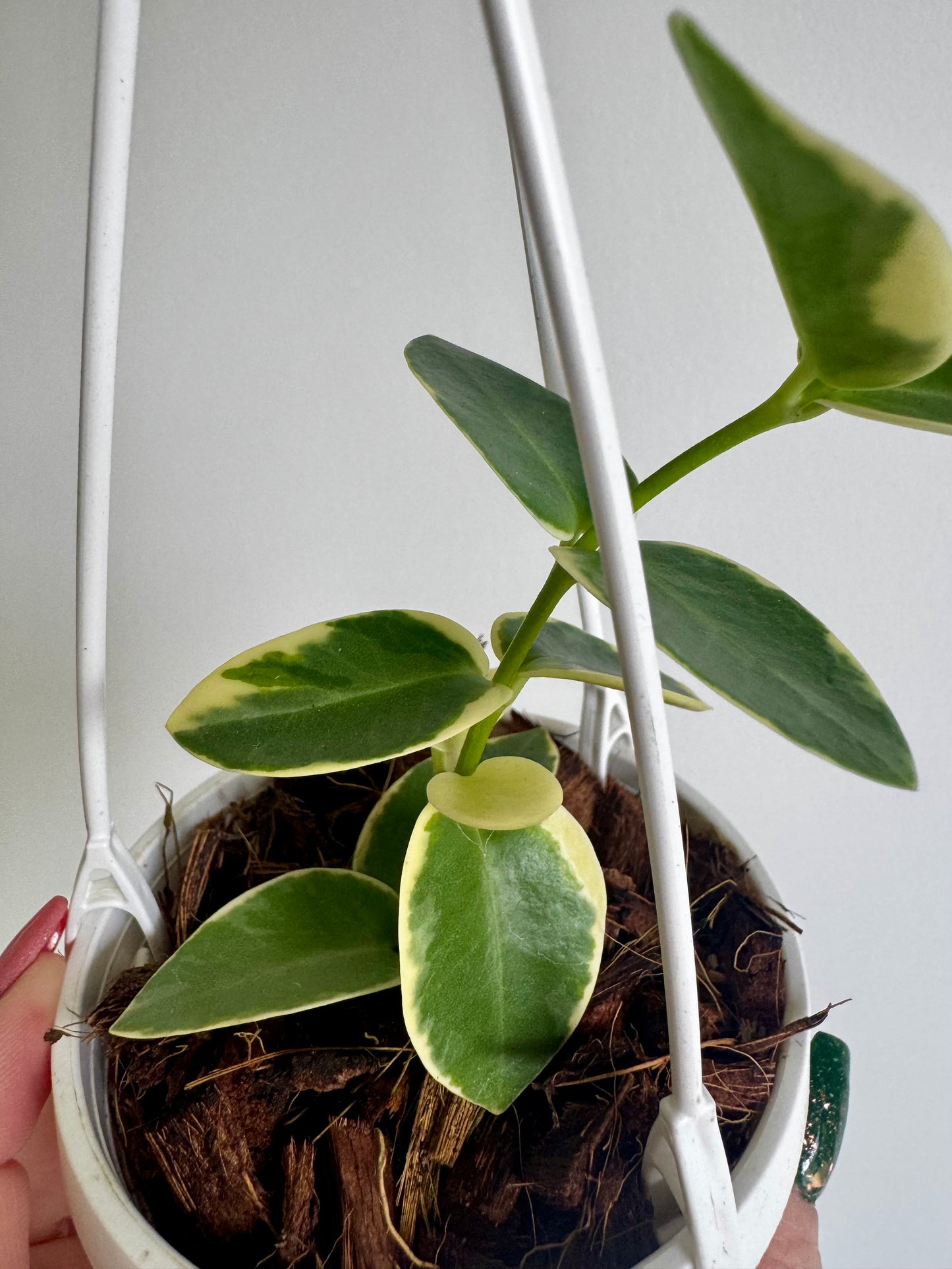 3” Hoya Cumingiana Albo Variegated