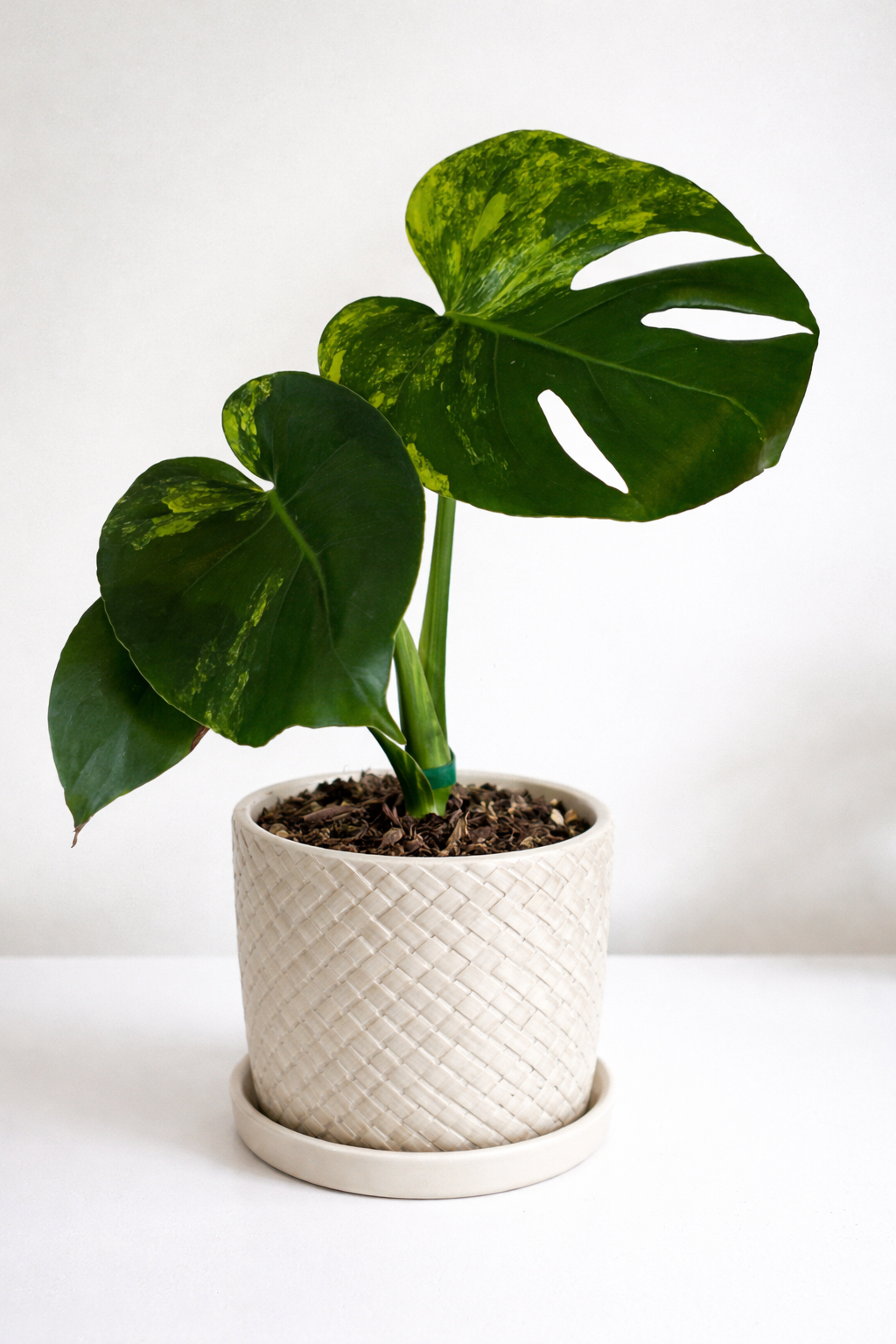 3” Monstera Deliciosa 'Yellow Marilyn'