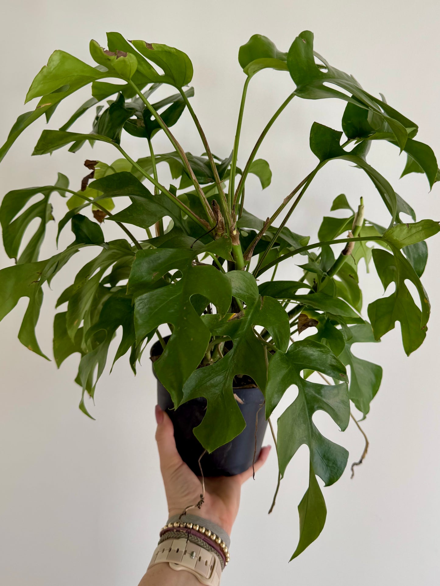 6" Rhaphidophora Tetrasperma 'Mini Monstera'