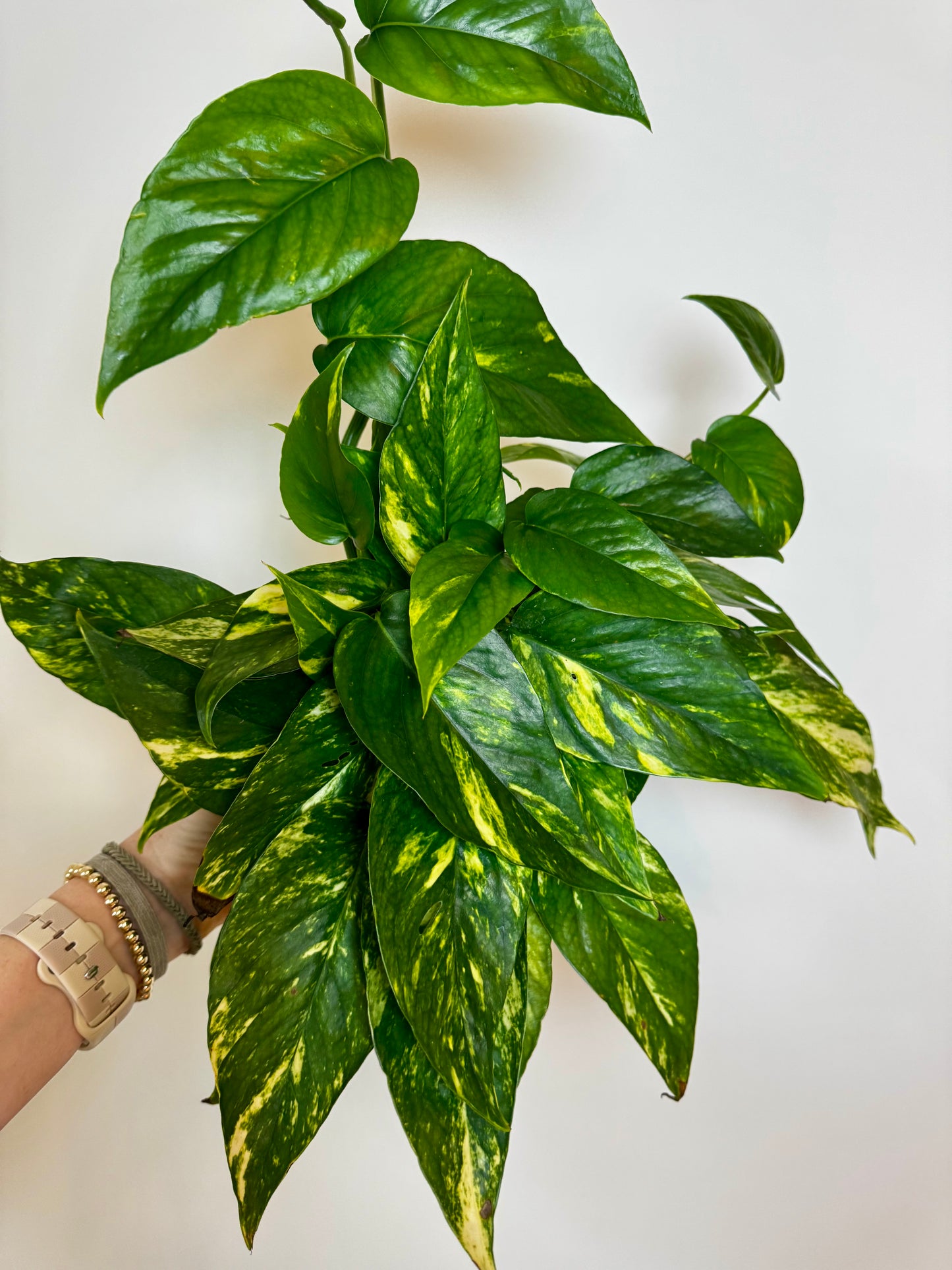 6” Epipremnum Yellow Sunrise