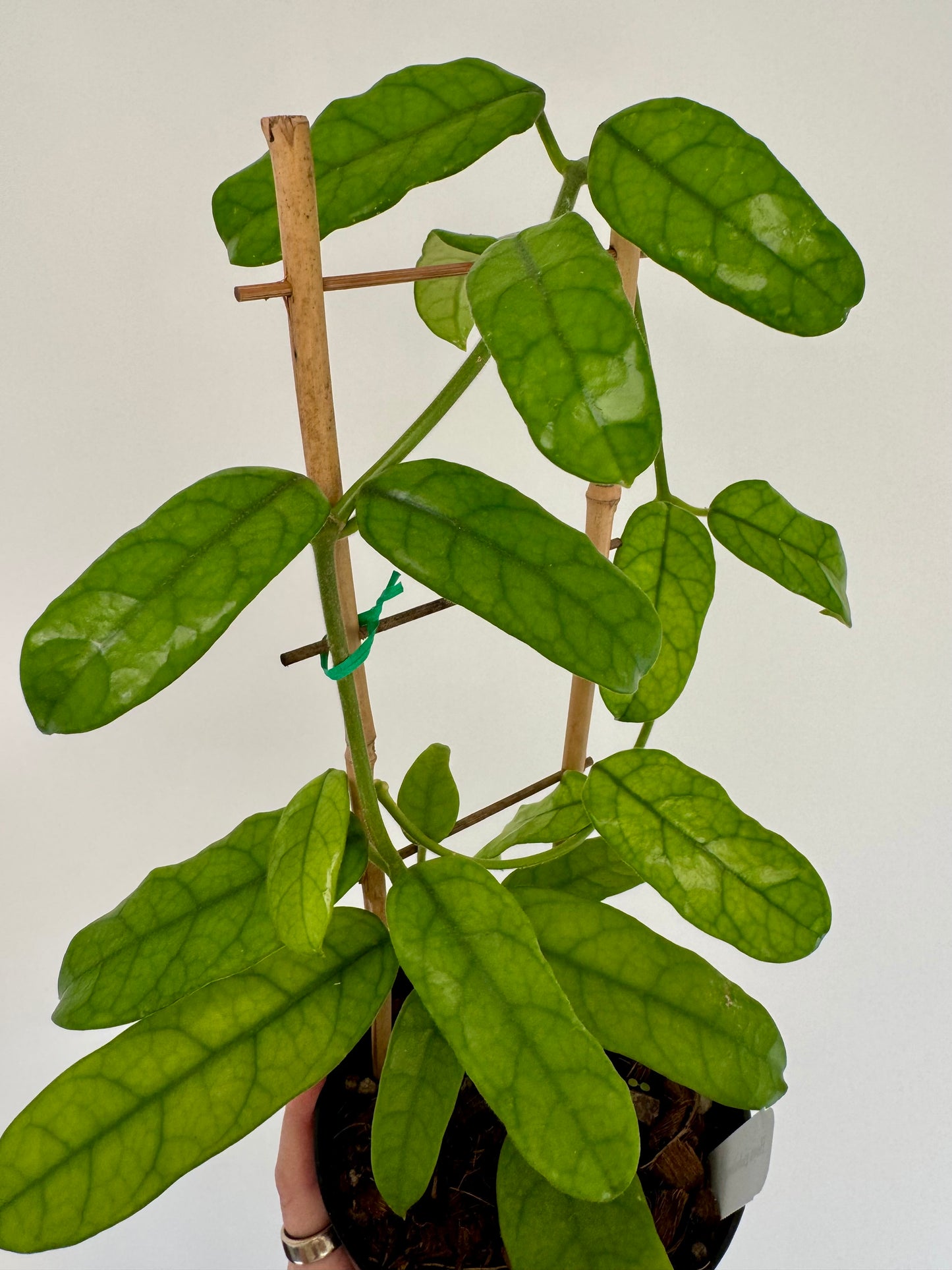 6” Hoya Globulosa on Trellis