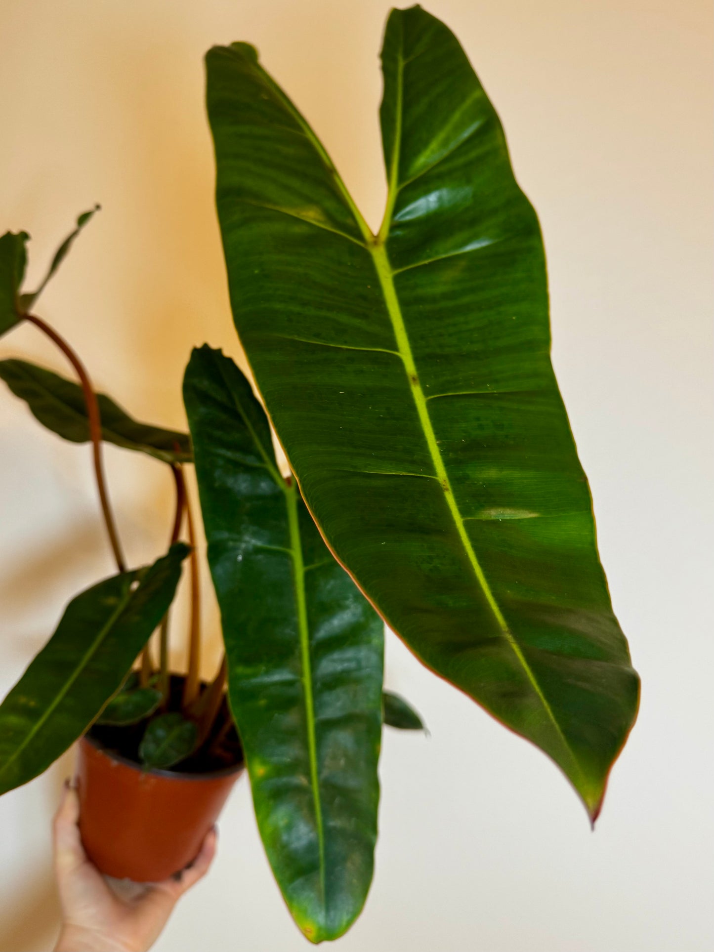 6" Philodendron Billietiae