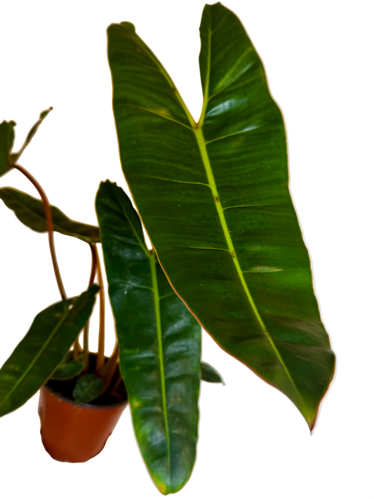 6" Philodendron Billietiae