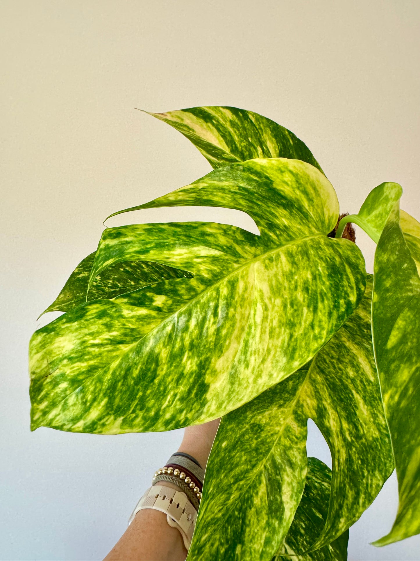 6" Epipremnum Pinnatum 'Yellow Flame' (fenestrated)