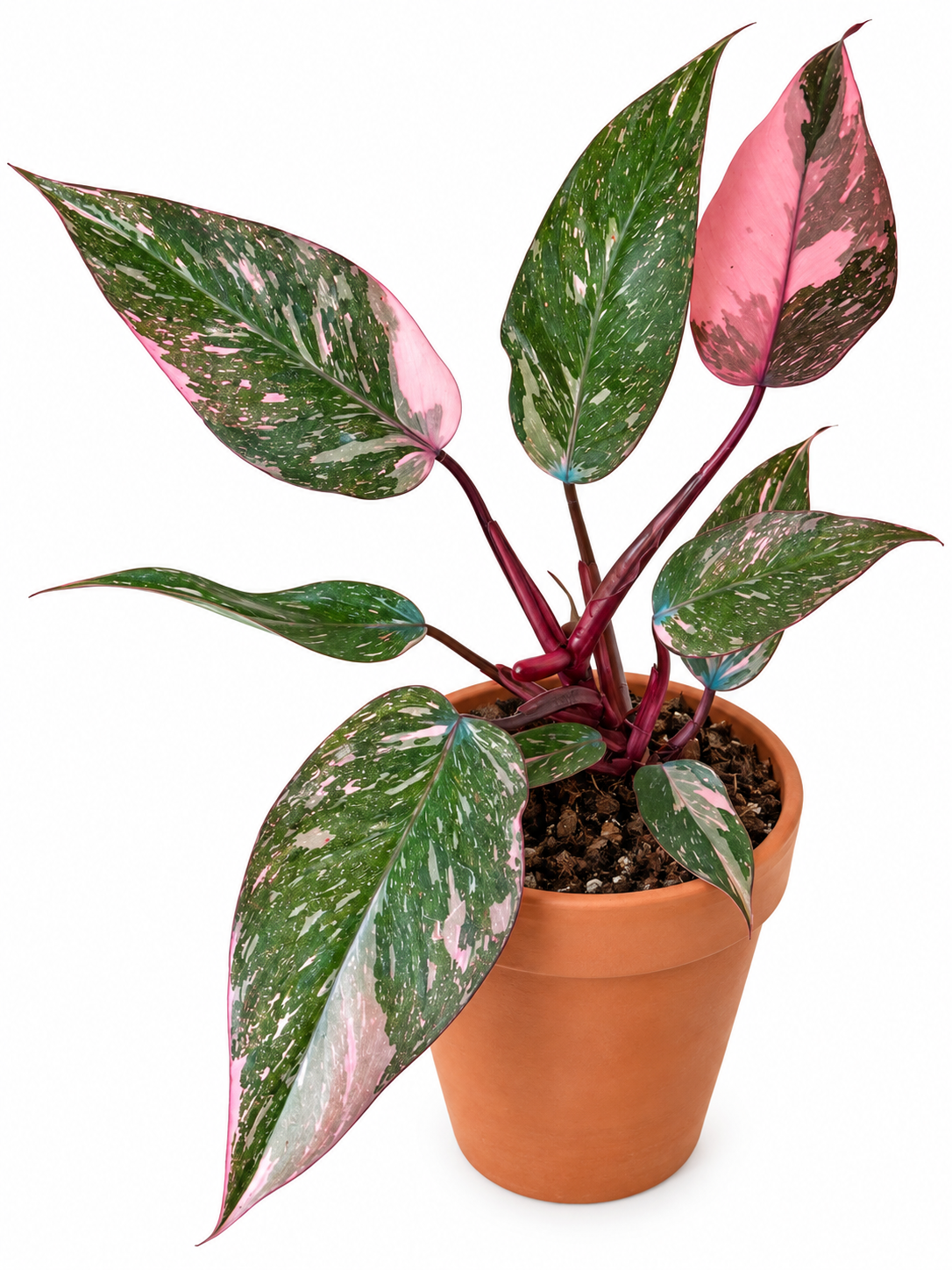 4” Philodendron Pink Naomi
