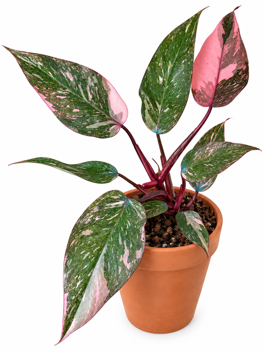 4” Philodendron Pink Naomi