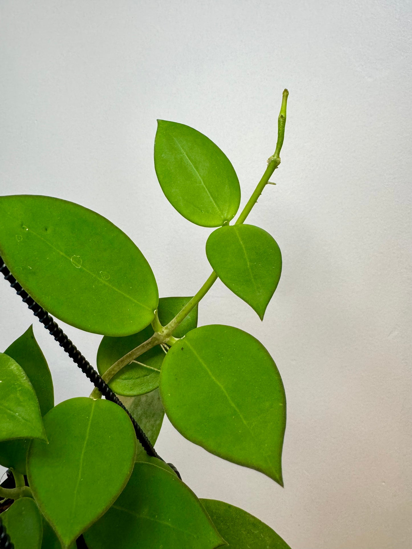 4" Hoya parasitica x pachyclada