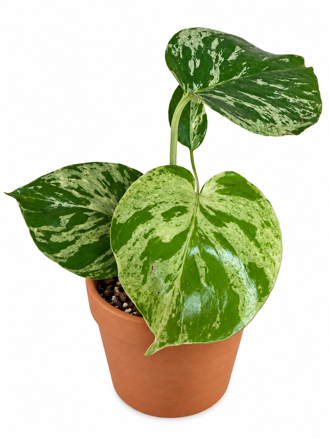 4” Monstera Bulbasaur