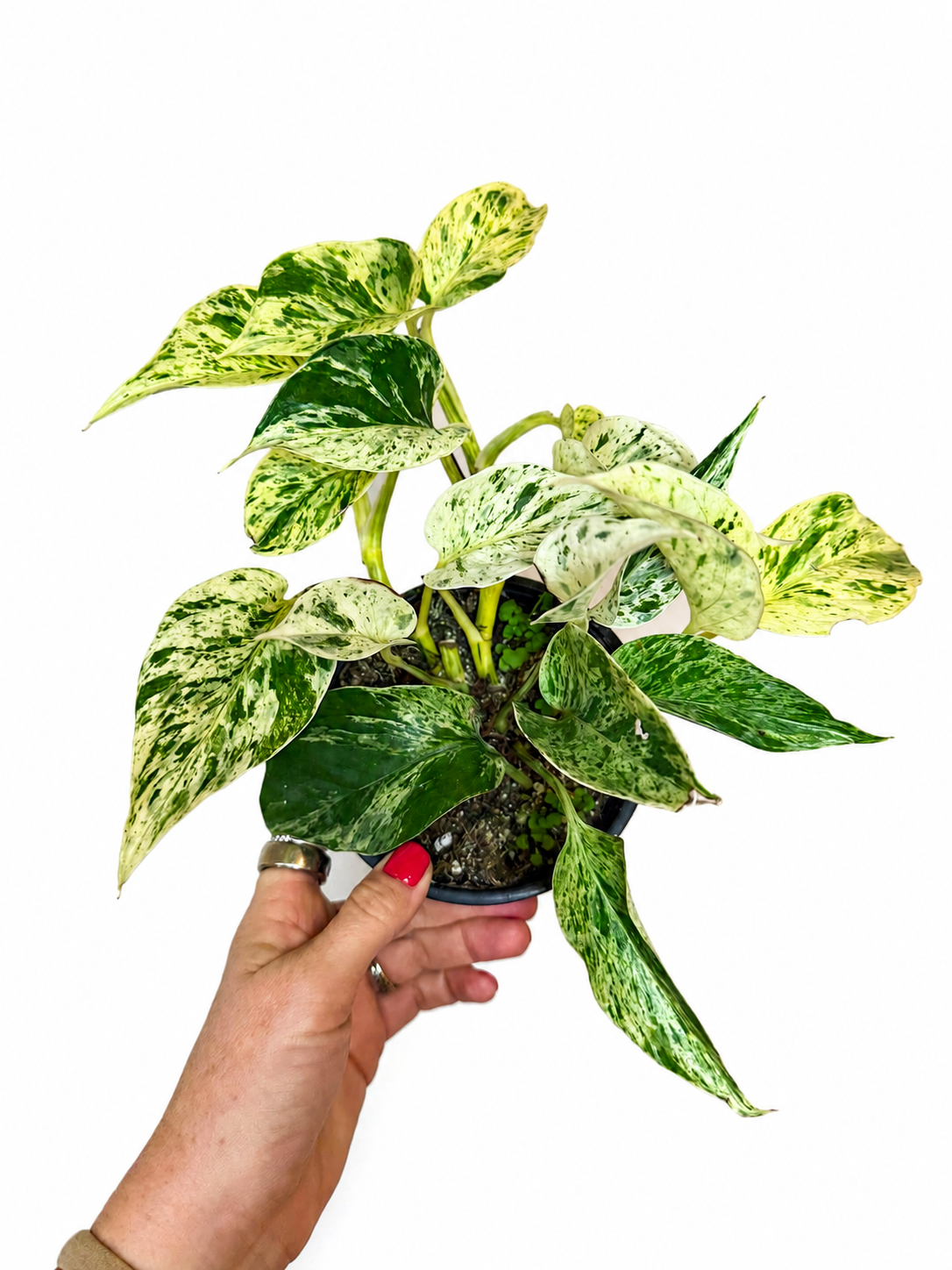 4.5" Marble Prince Pothos