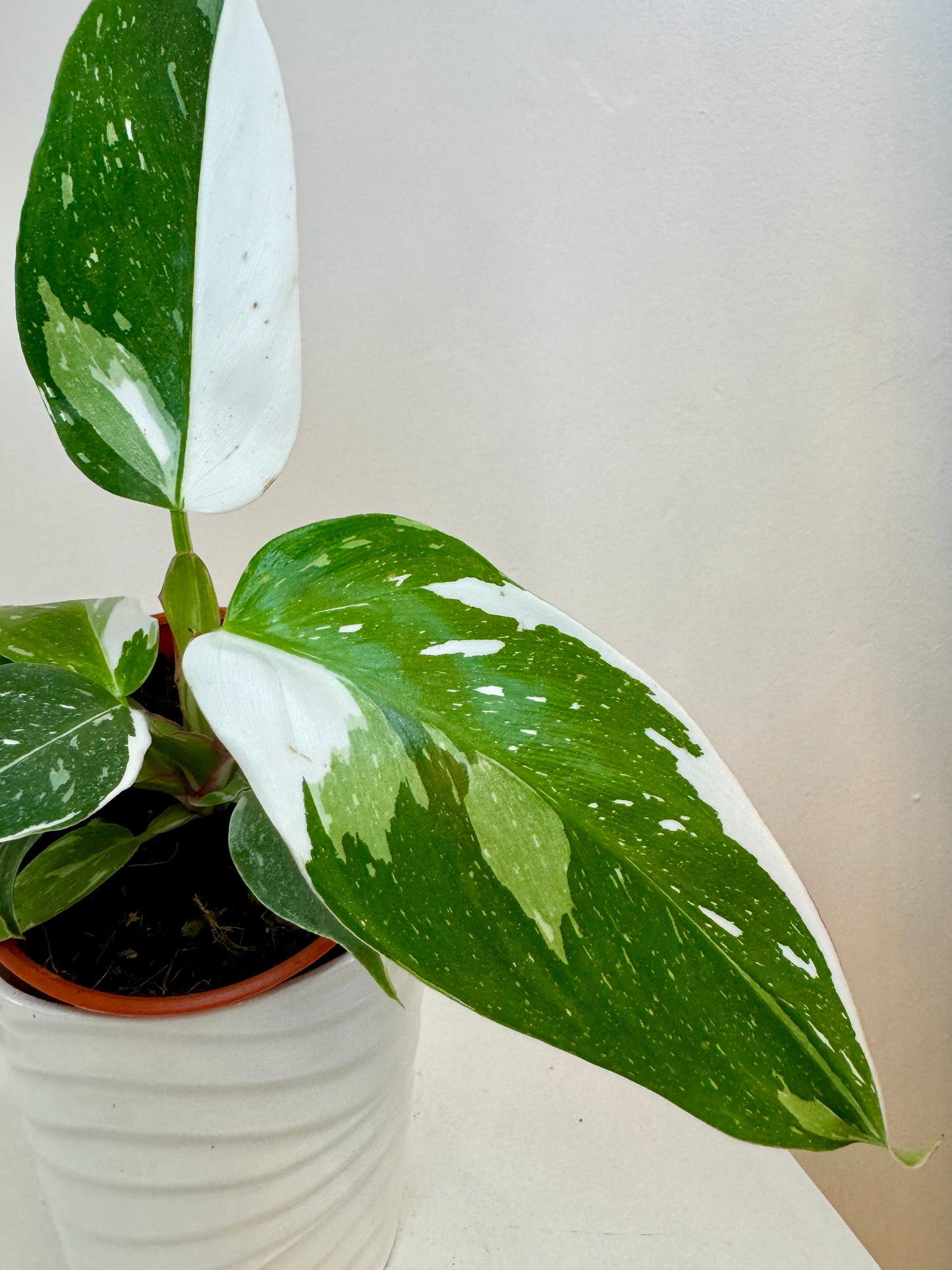 4” Philodendron White Princess