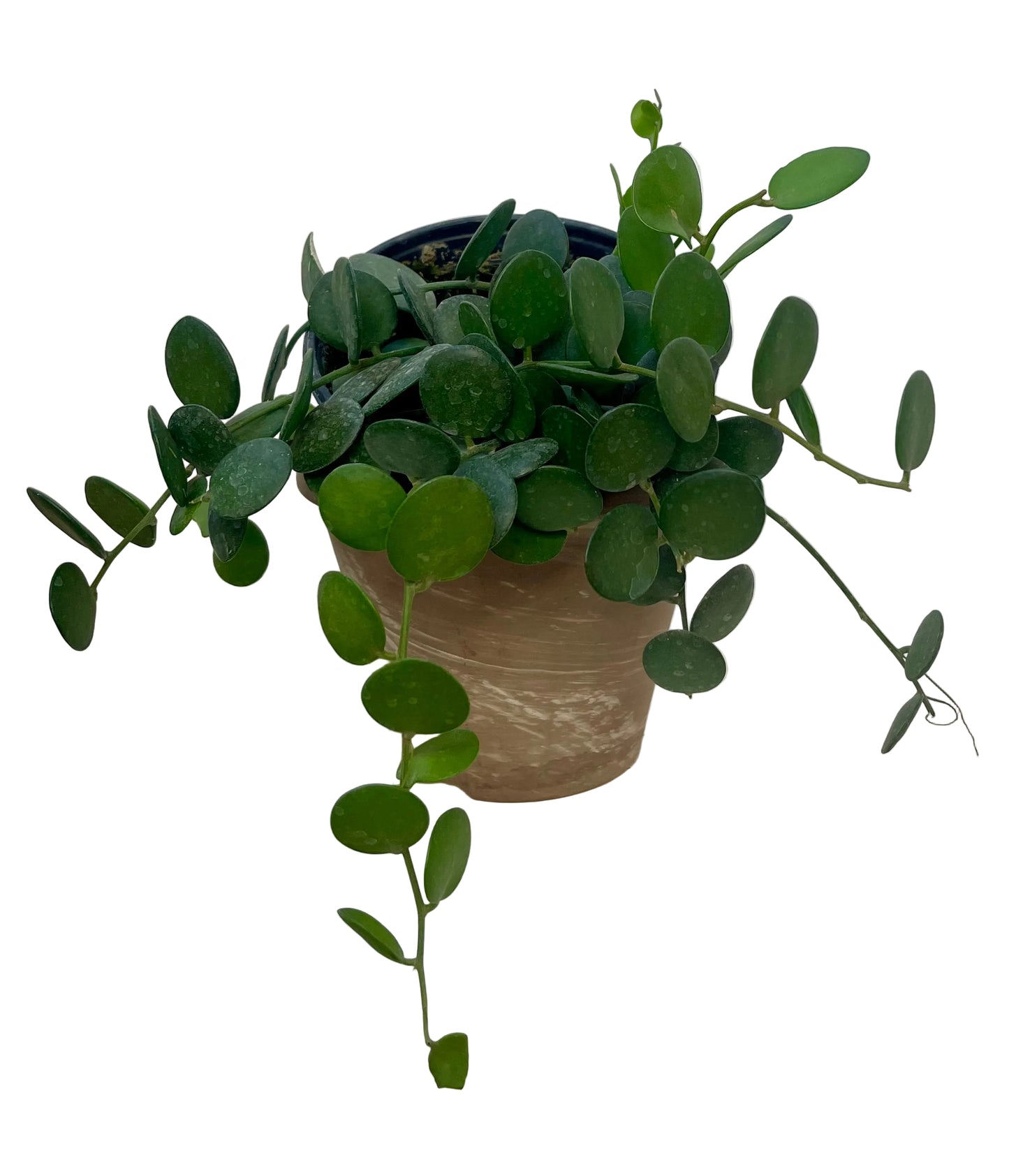 6" Silver Dollar Vine 'Xerosocyos Dangui"