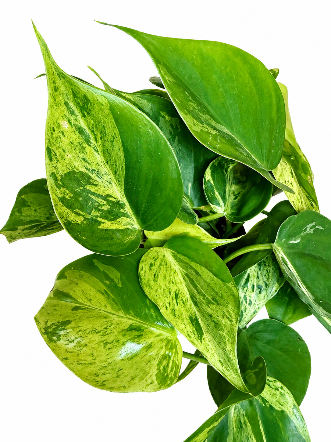4” Heartleaf Philodendron Variegated