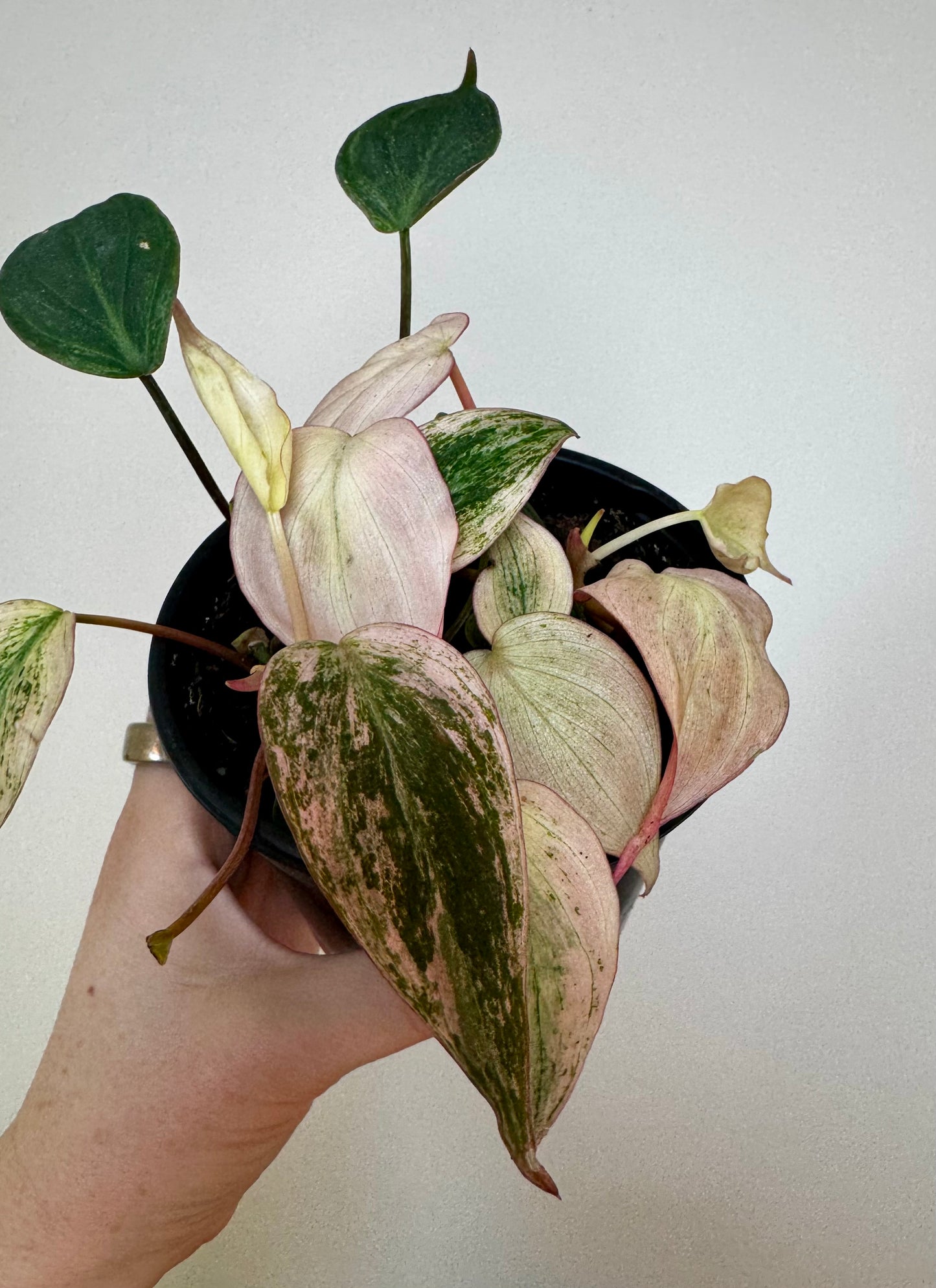 4" Philodendron Micans Variegated Pink