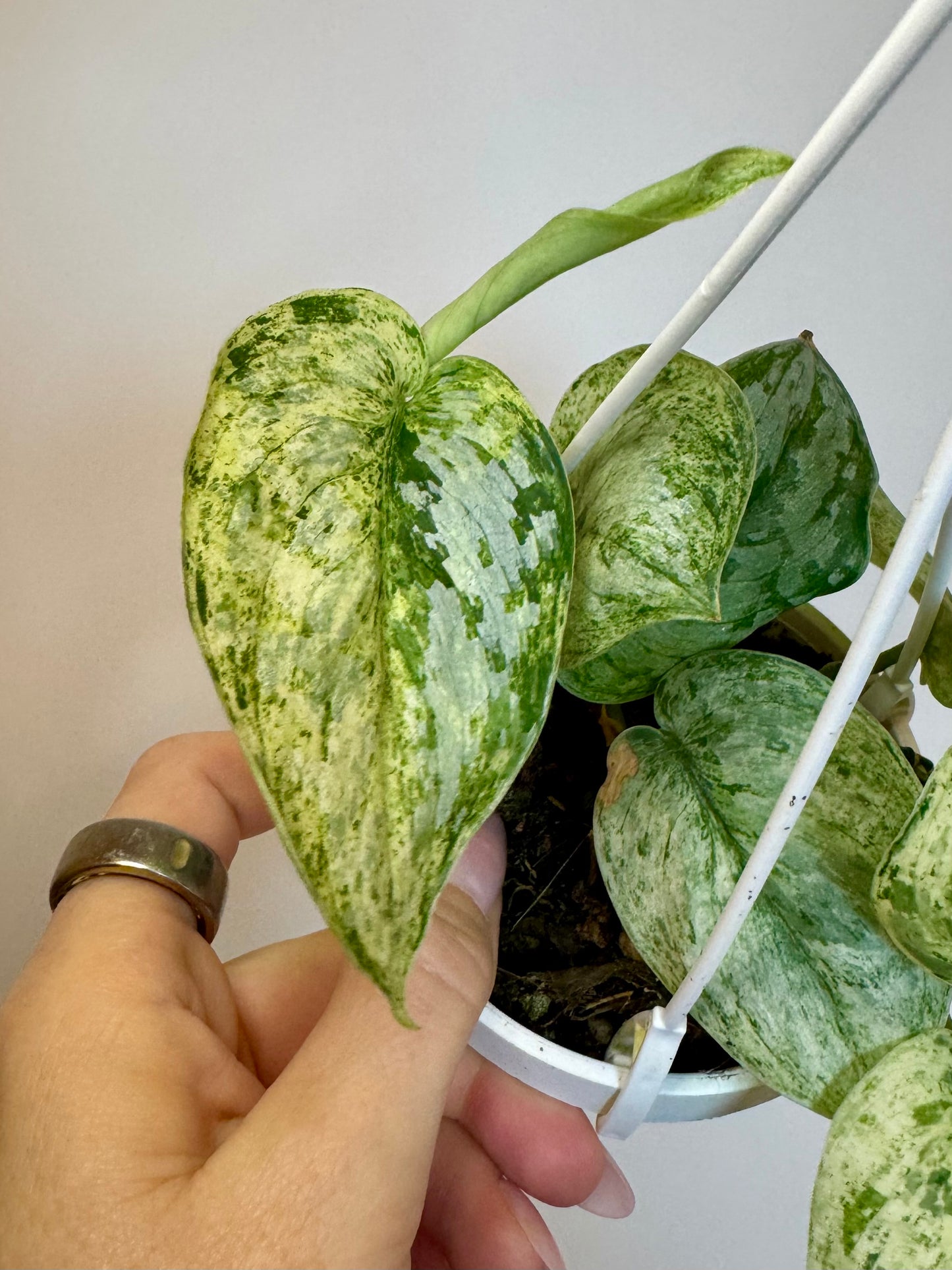 3" Scindapsus Jade Satin Crème Brûlée