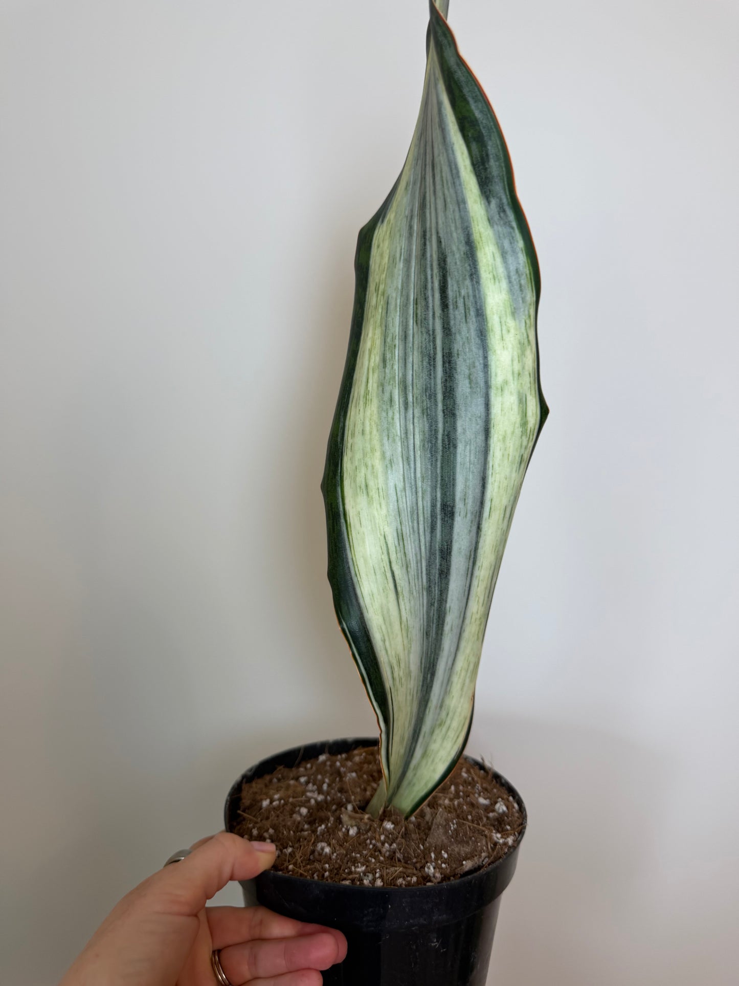 6” Sansevieria 'Whale Fin' Variegated (White) - High Color