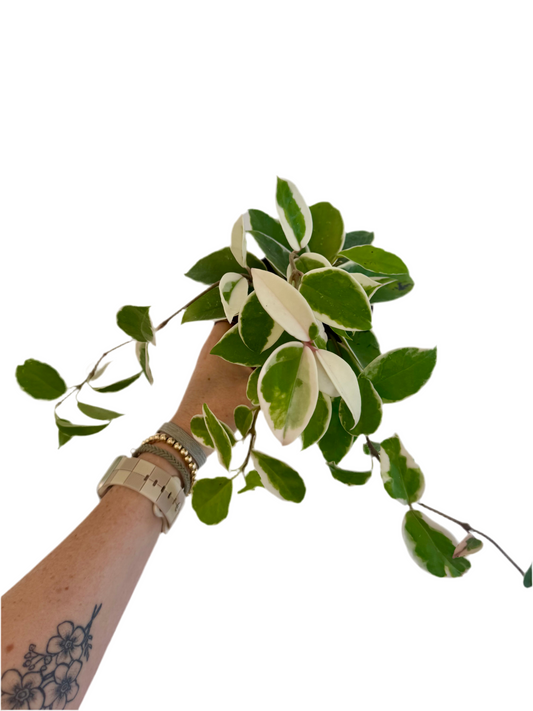 4" Hoya Krimson Queen