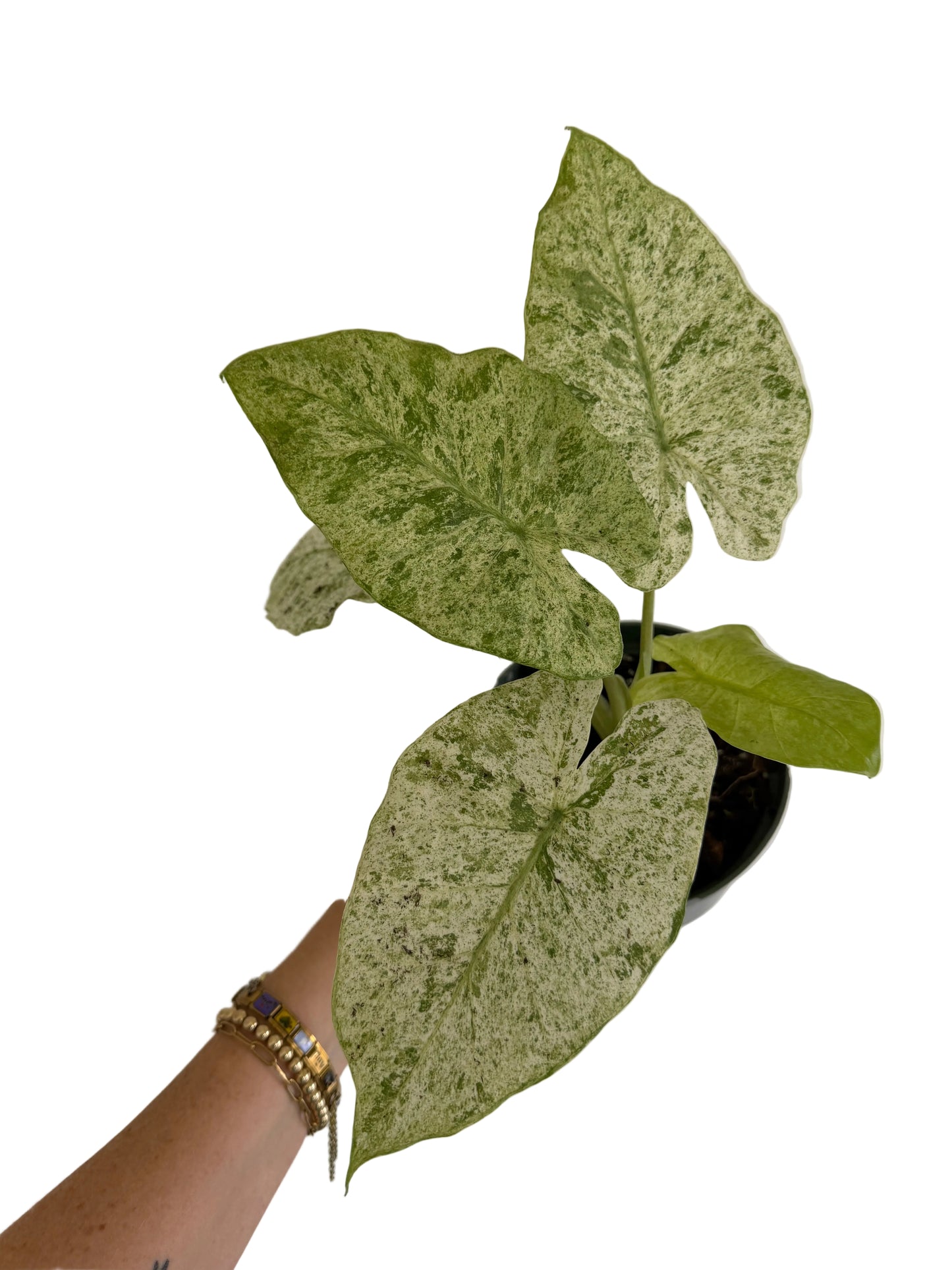 6" Alocasia Odora 'Batik' Variegated