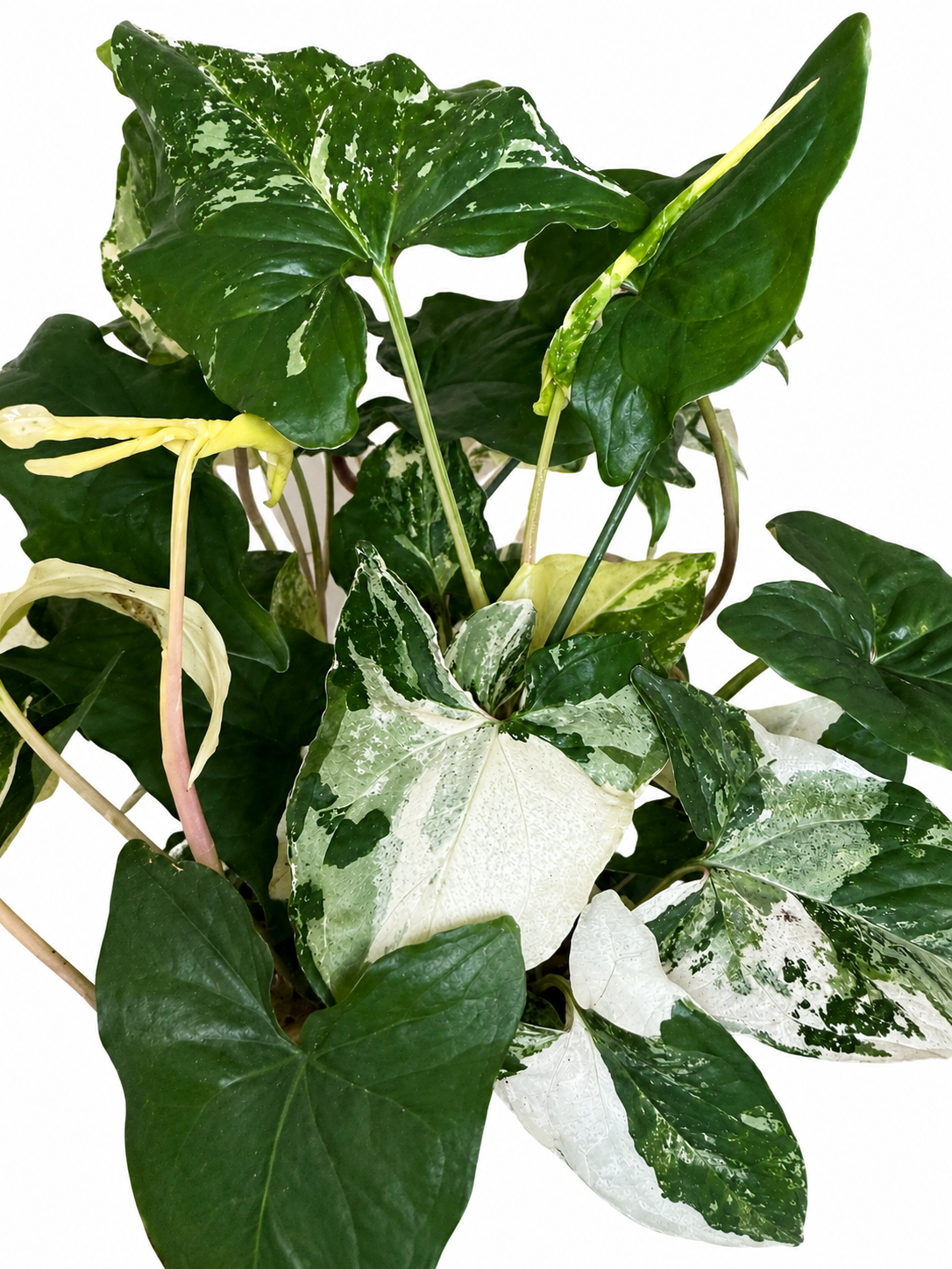 8” Syngonium Albo XL