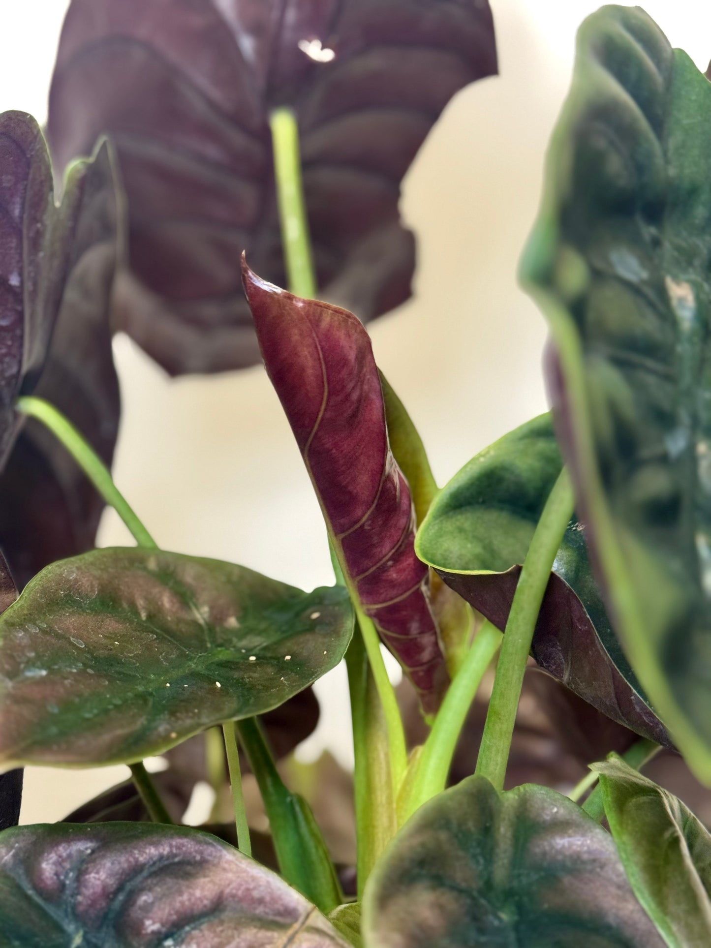 6" Alocasia Cuprea 'Red Secret'