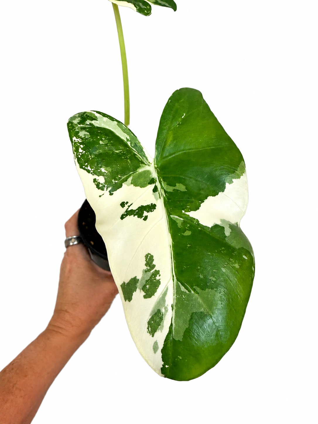 4" Alocasia Okinawa Variegated