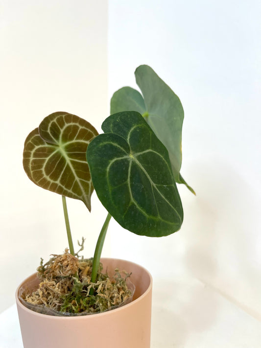 4.5" Anthurium Clarinervium