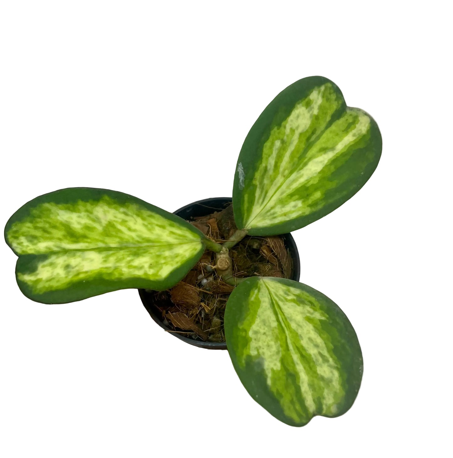 3" Hoya Kerrii 'Picta Spot' (Inner Variegation)