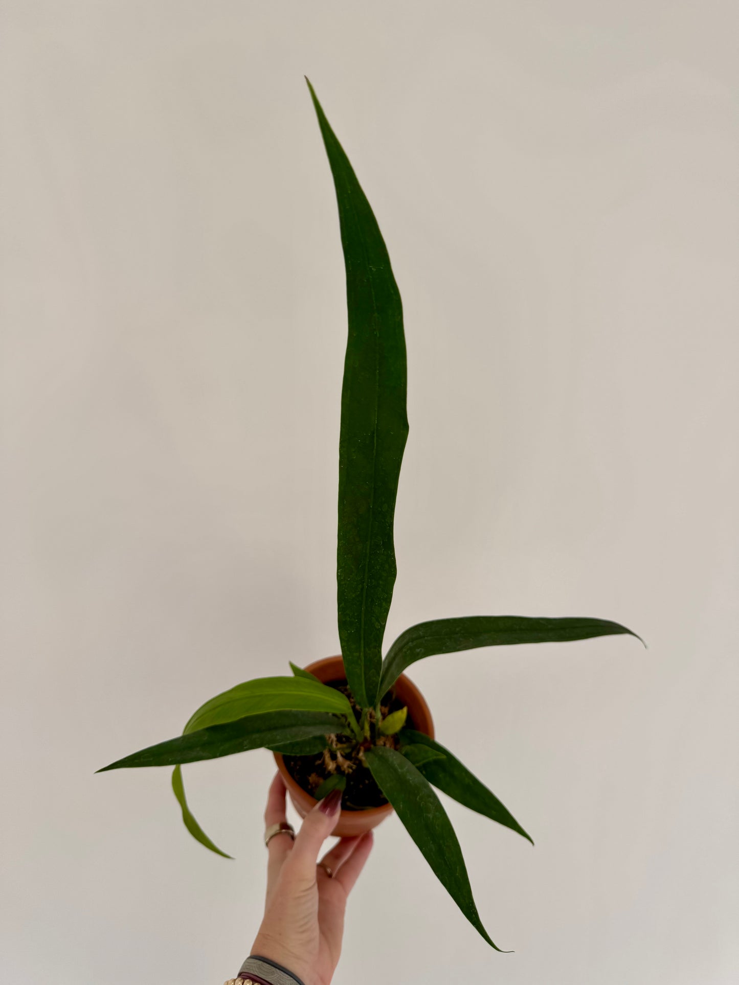 4" Anthurium Bakeri